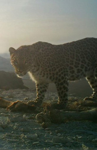 Тіршілік ортасы мен жаңа атауын тапқан үстірт қабыланы