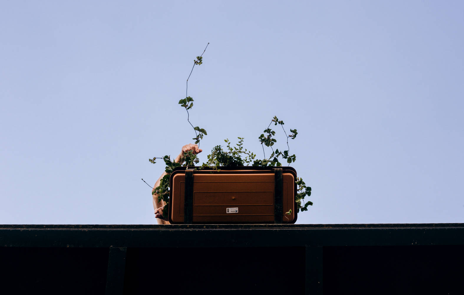 Қол мен гүл